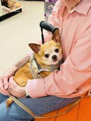 Lost Male Dog last seen Timothy Drive,Dormie Ave,Fairways, Mechanicville, NY 12118