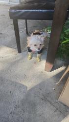 Lost Female Dog last seen Franklin blvd and shinning star dr Phoenix aptms , Sacramento, CA 95814