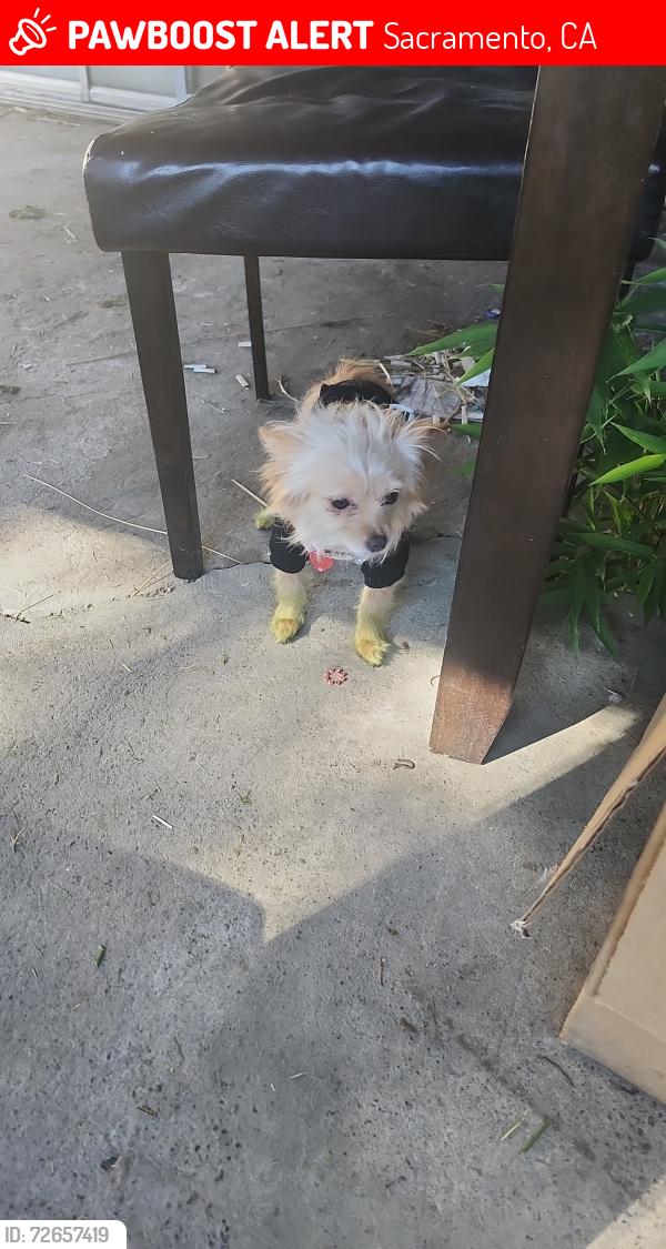 Lost Female Dog last seen Franklin blvd and shinning star dr Phoenix aptms , Sacramento, CA 95814