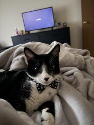 Lost Male Cat last seen Behind Petsmart Store, Elk River, MN 55330