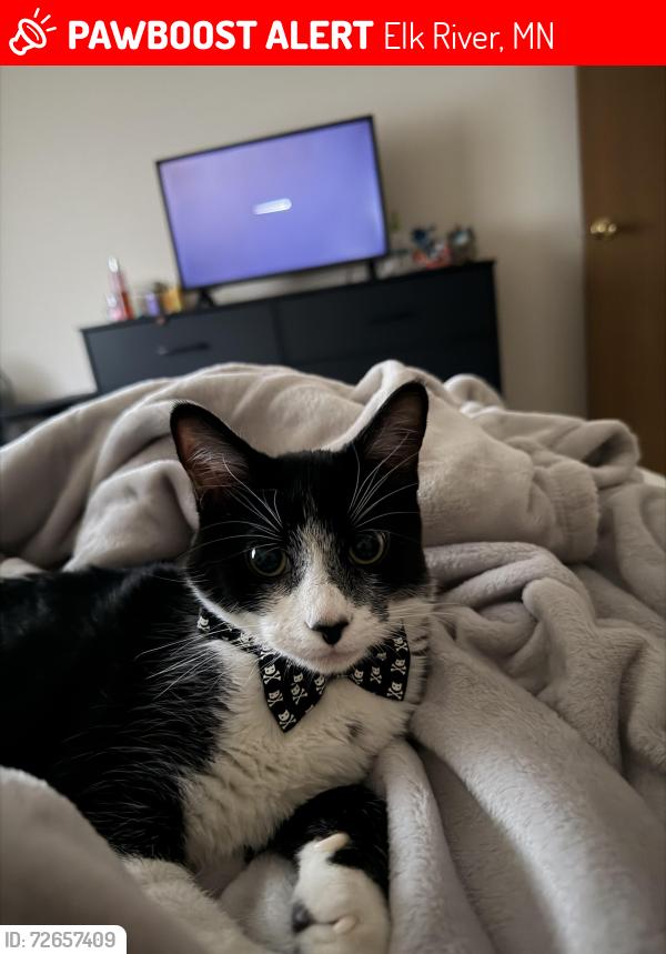 Lost Male Cat last seen Behind Petsmart Store, Elk River, MN 55330