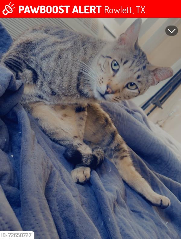 Lost Male Cat last seen Rowlett , Rowlett, TX 75088