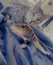 Lost Male Cat last seen Rowlett , Rowlett, TX 75088