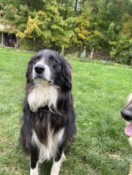 Lost Male Dog last seen South central park, North Ridgeville, OH 44039