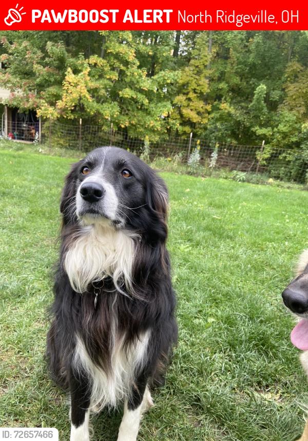 Lost Male Dog last seen South central park, North Ridgeville, OH 44039