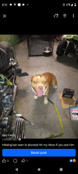 Lost Male Dog last seen MLK , Deerfield Beach, FL 33441