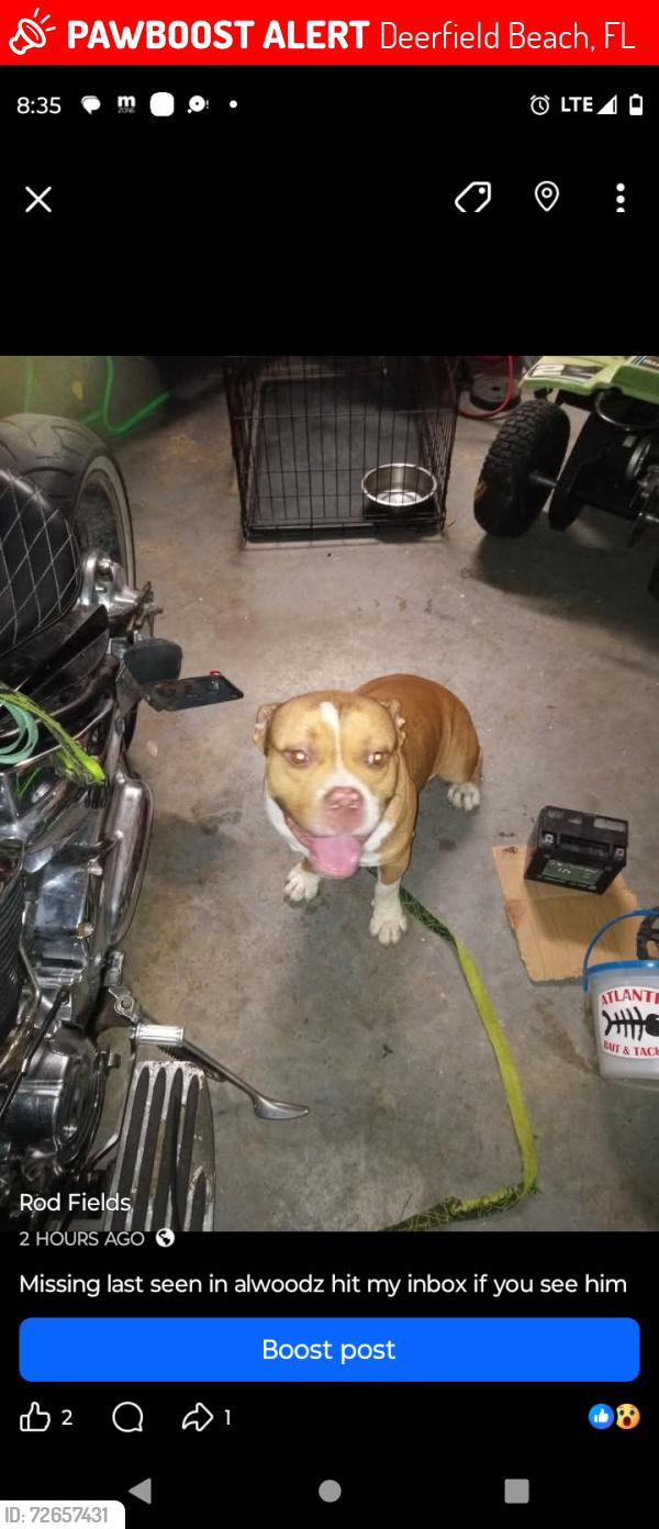 Lost Male Dog last seen MLK , Deerfield Beach, FL 33441