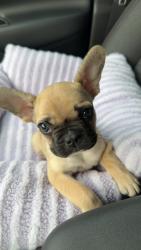 Lost Female Dog last seen 180th and Orange grove , The Acreage, FL 33470