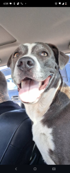 Lost Female Dog last seen Shady shores rd and 135 dentOn tx, Lake Dallas, TX 75065