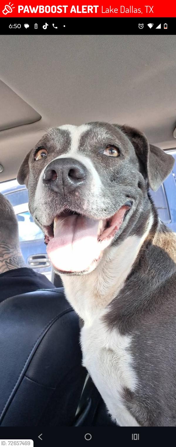 Lost Female Dog last seen Shady shores rd and 135 dentOn tx, Lake Dallas, TX 75065