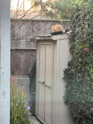 Found/Stray Unknown Cat last seen La Loma Park, Monterey Park, CA 91755