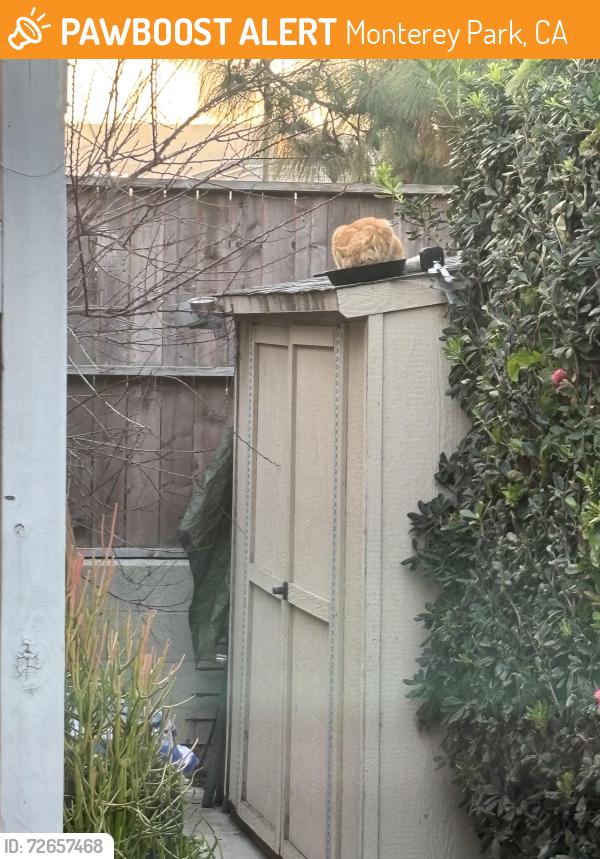 Found/Stray Unknown Cat last seen La Loma Park, Monterey Park, CA 91755