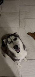 Lost Female Dog last seen Parkview hills , Fort Worth, TX 76179