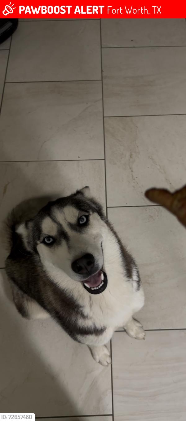 Lost Female Dog last seen Parkview hills , Fort Worth, TX 76179