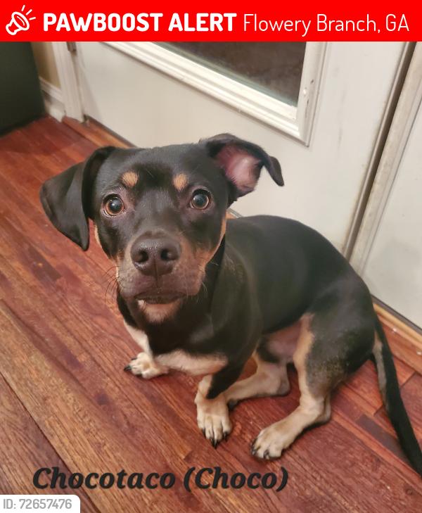 Lost Male Dog last seen Cash rd/Remington Dr., Flowery Branch, GA 30542