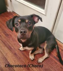 Lost Male Dog last seen Cash rd/Remington Dr., Flowery Branch, GA 30542