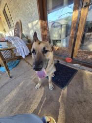Found/Stray Male Dog last seen Vegas and jones , Las Vegas, NV 89108