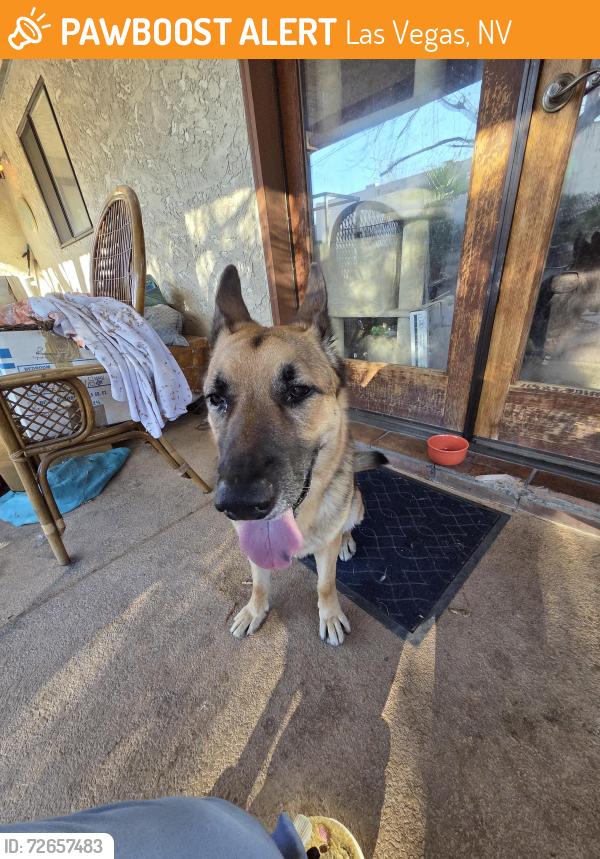 Found/Stray Male Dog last seen Vegas and jones , Las Vegas, NV 89108