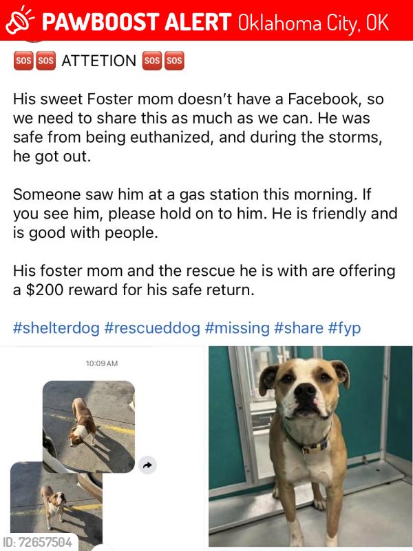 Lost Male Dog last seen SW grand , Oklahoma City, OK 73109