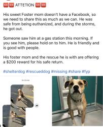 Lost Male Dog last seen SW grand , Oklahoma City, OK 73109