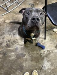Found/Stray Male Dog last seen Near meridian street , Huntsville, AL 35811