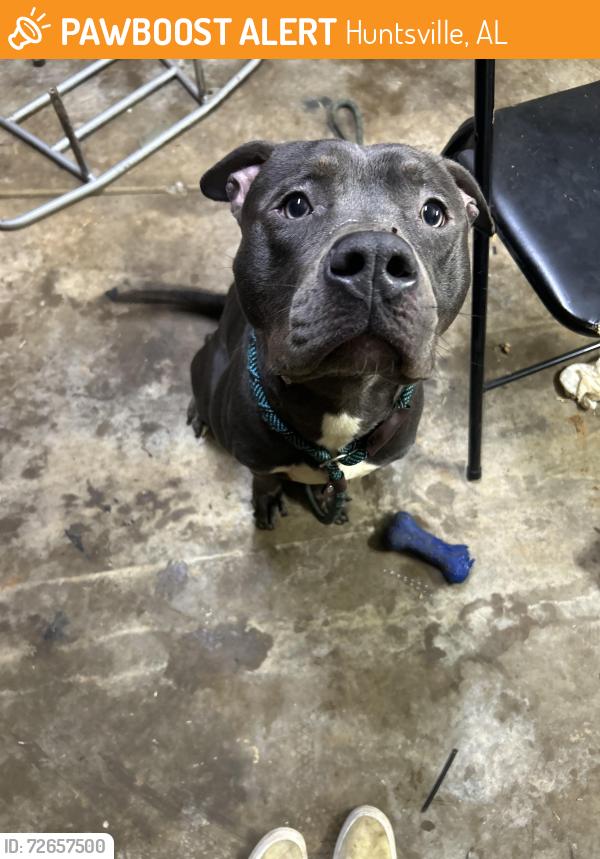 Found/Stray Male Dog last seen Near meridian street , Huntsville, AL 35811