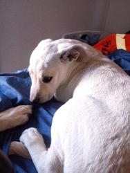Found/Stray Female Dog last seen Golden State and Clinton, Fresno, CA 93705