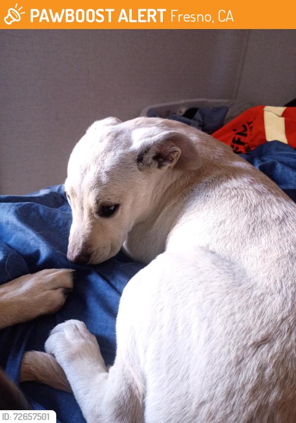 Found/Stray Female Dog last seen Golden State and Clinton, Fresno, CA 93705