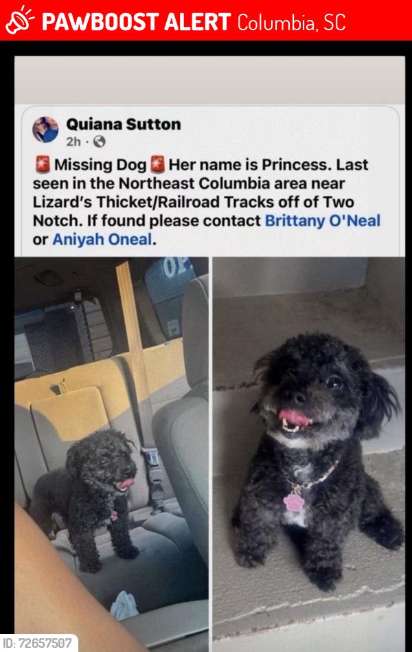 Lost Female Dog last seen Two Notch Lizards Thicket area, Columbia, SC 29223
