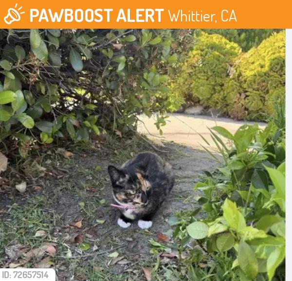 Found/Stray Female Cat last seen Michigan/La Cuarta Ave, Whittier, CA 90602