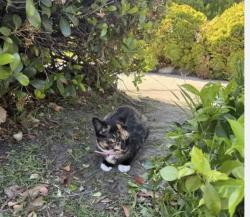 Found/Stray Female Cat last seen Michigan/La Cuarta Ave, Whittier, CA 90602