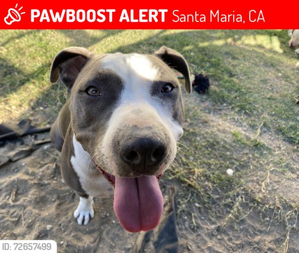 Lost Female Dog last seen N Dejoy st and Creston St, Santa Maria, CA 93458