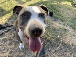 Lost Female Dog last seen N Dejoy st and Creston St, Santa Maria, CA 93458