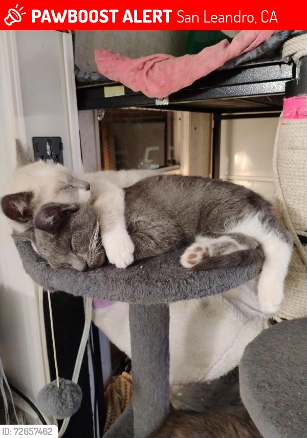 Lost Male Cat last seen 168th Ave & E14th, San Leandro, CA 94578