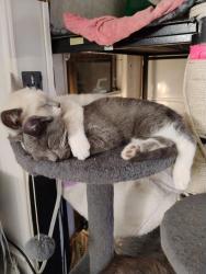 Lost Male Cat last seen 168th Ave & E14th, San Leandro, CA 94578