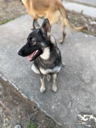 Lost Female Dog last seen Hardy st, Houston, TX 77009