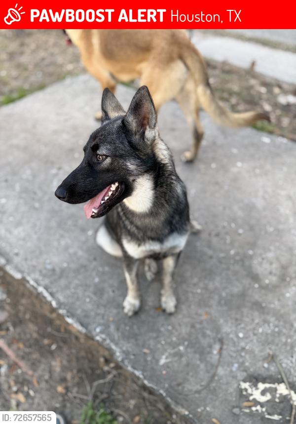 Lost Female Dog last seen Hardy st, Houston, TX 77009