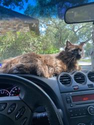 Lost Male Cat last seen C St 77012, Houston, TX 77012