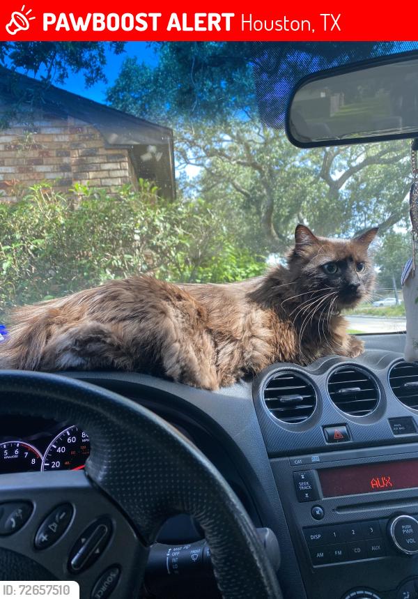 Lost Male Cat last seen C St 77012, Houston, TX 77012