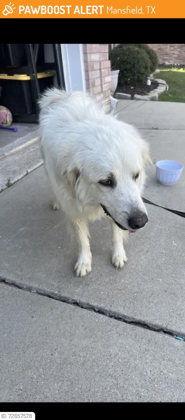 Found/Stray Female Dog last seen Gertie Barrett and 1187, Mansfield, TX 76063