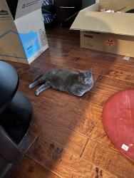 Lost Female Cat last seen Mitc, Albuquerque, NM 87111