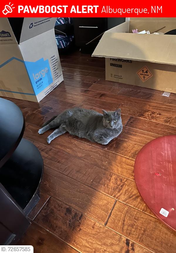 Lost Female Cat last seen Mitc, Albuquerque, NM 87111