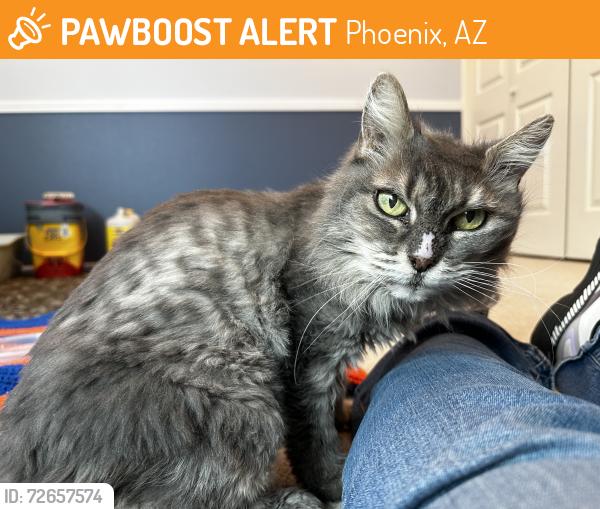 Found/Stray Female Cat last seen Morten & 31st drive, Phoenix, AZ, Phoenix, AZ 85051