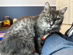 Found/Stray Female Cat last seen Morten & 31st drive, Phoenix, AZ, Phoenix, AZ 85051