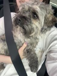 Found/Stray Male Dog last seen Greenlawn RV, Chillicothe, OH 45601
