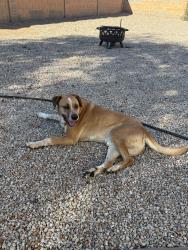 Found/Stray Male Dog last seen Judd Road, Florence, AZ 85132