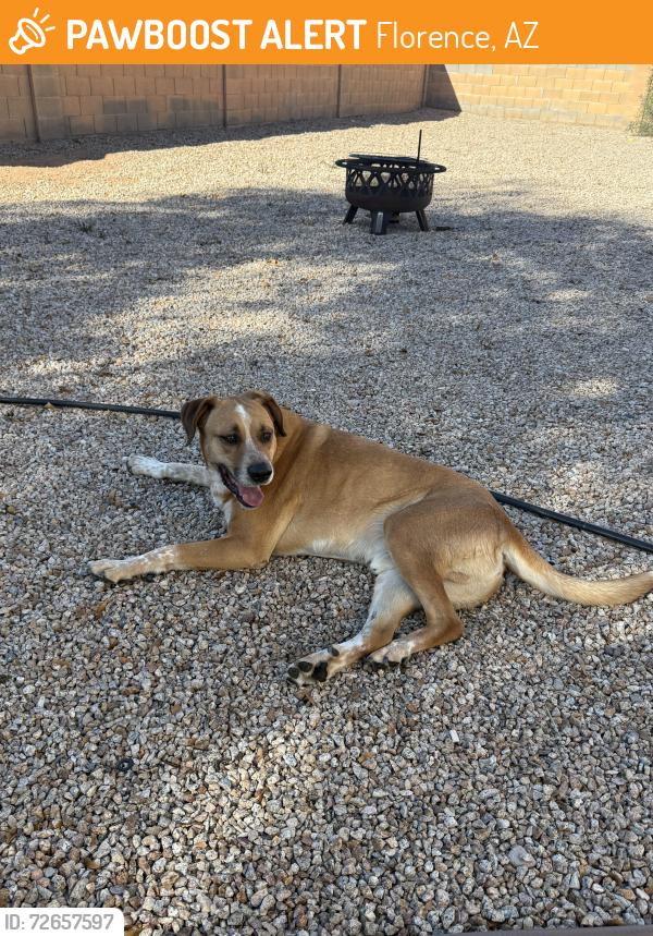 Found/Stray Male Dog last seen Judd Road, Florence, AZ 85132