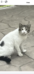 Found/Stray Unknown Cat last seen East Palomar , Chula Vista, CA 91913
