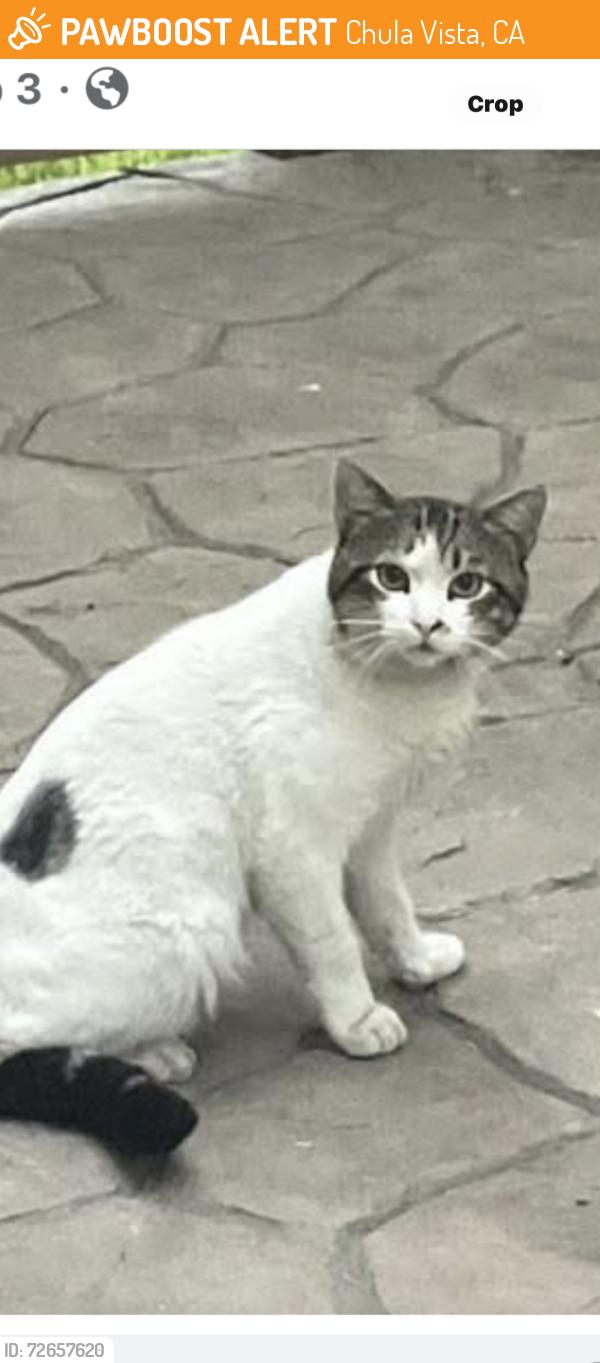 Found/Stray Unknown Cat last seen East Palomar , Chula Vista, CA 91913
