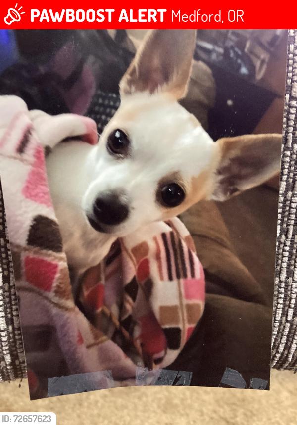 Lost Male Dog last seen Near Corona Ave , Wilson Elementary, Medford, OR 97504